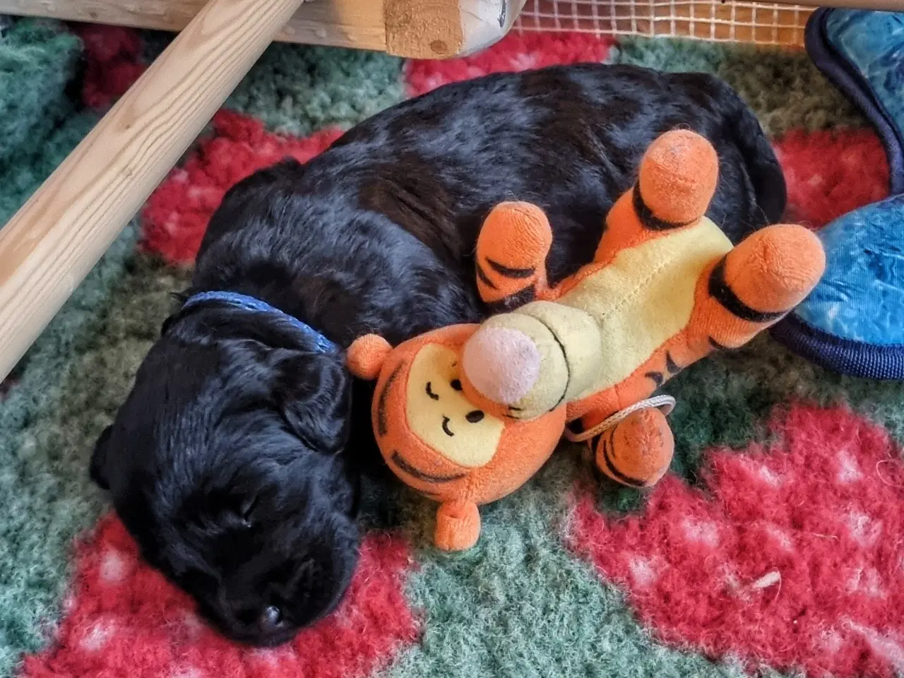 Billede 10 - Golden Doodle F1b hvalpe – klar til nye hjem i okt