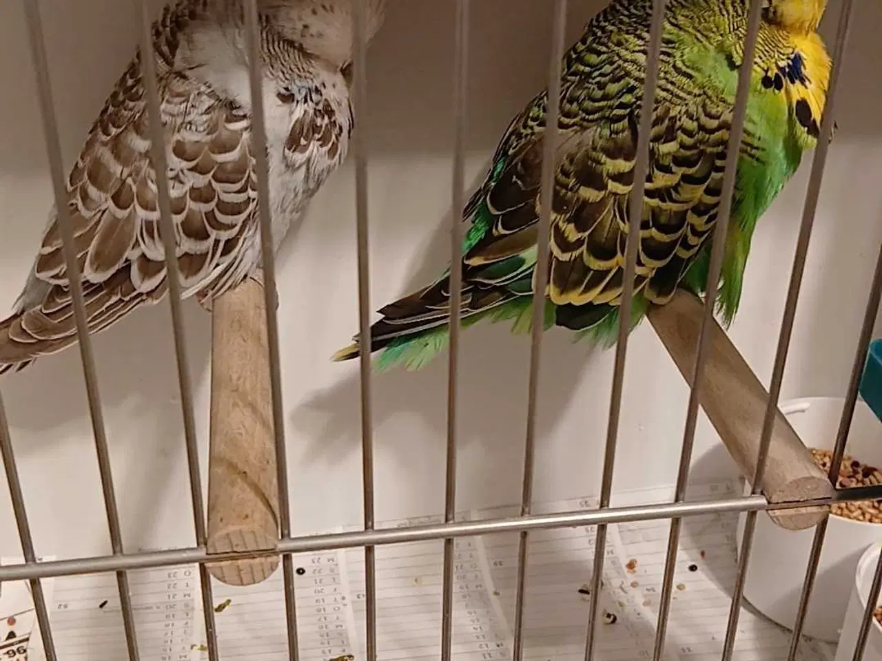 Billede 4 - 1 par Engelske undulater