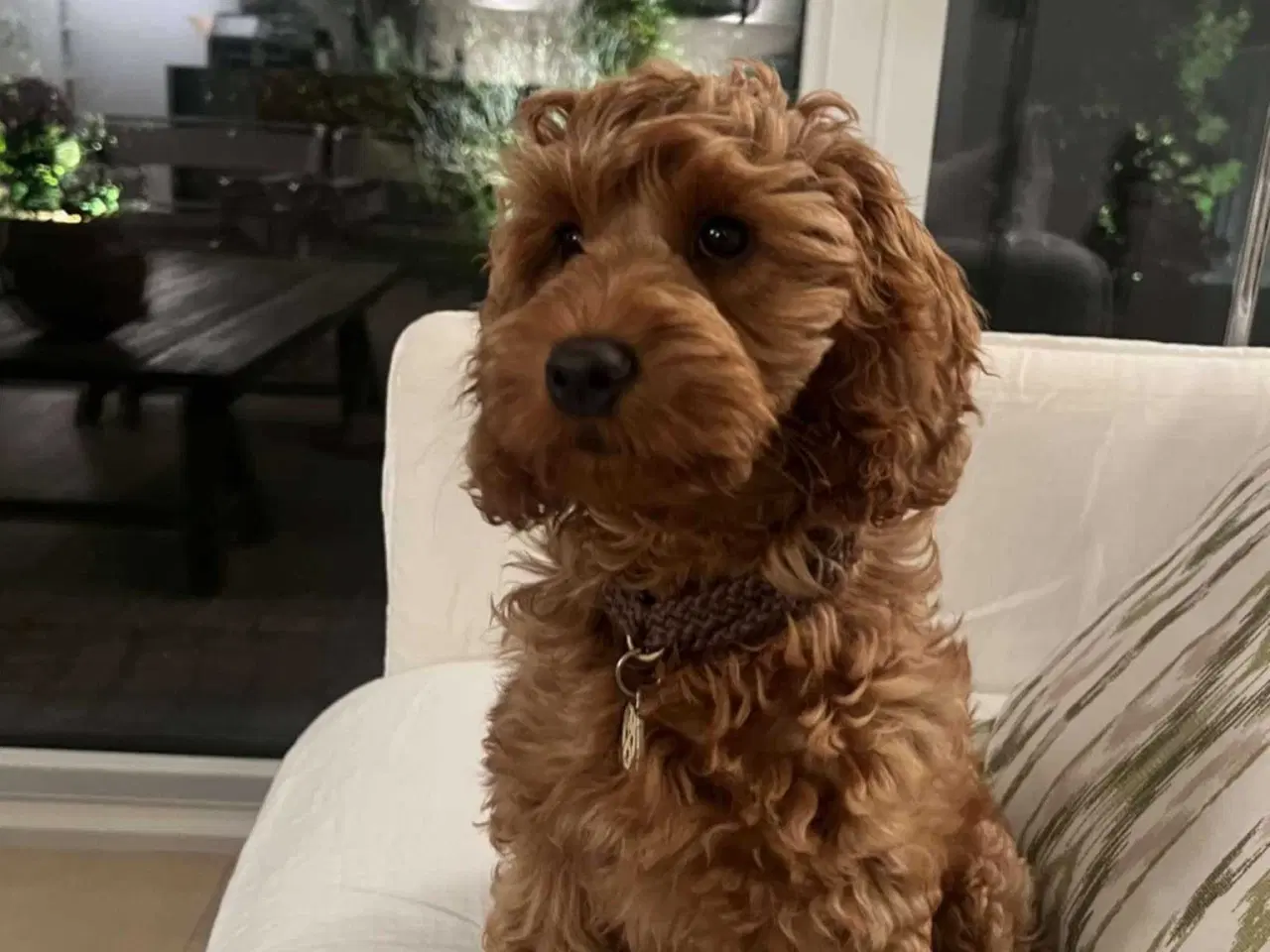 Billede 2 - Smukke små cockapoo 