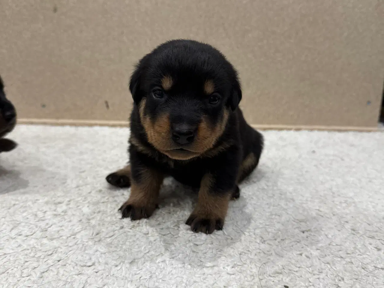 Billede 2 - Rottweiler hvalpe 