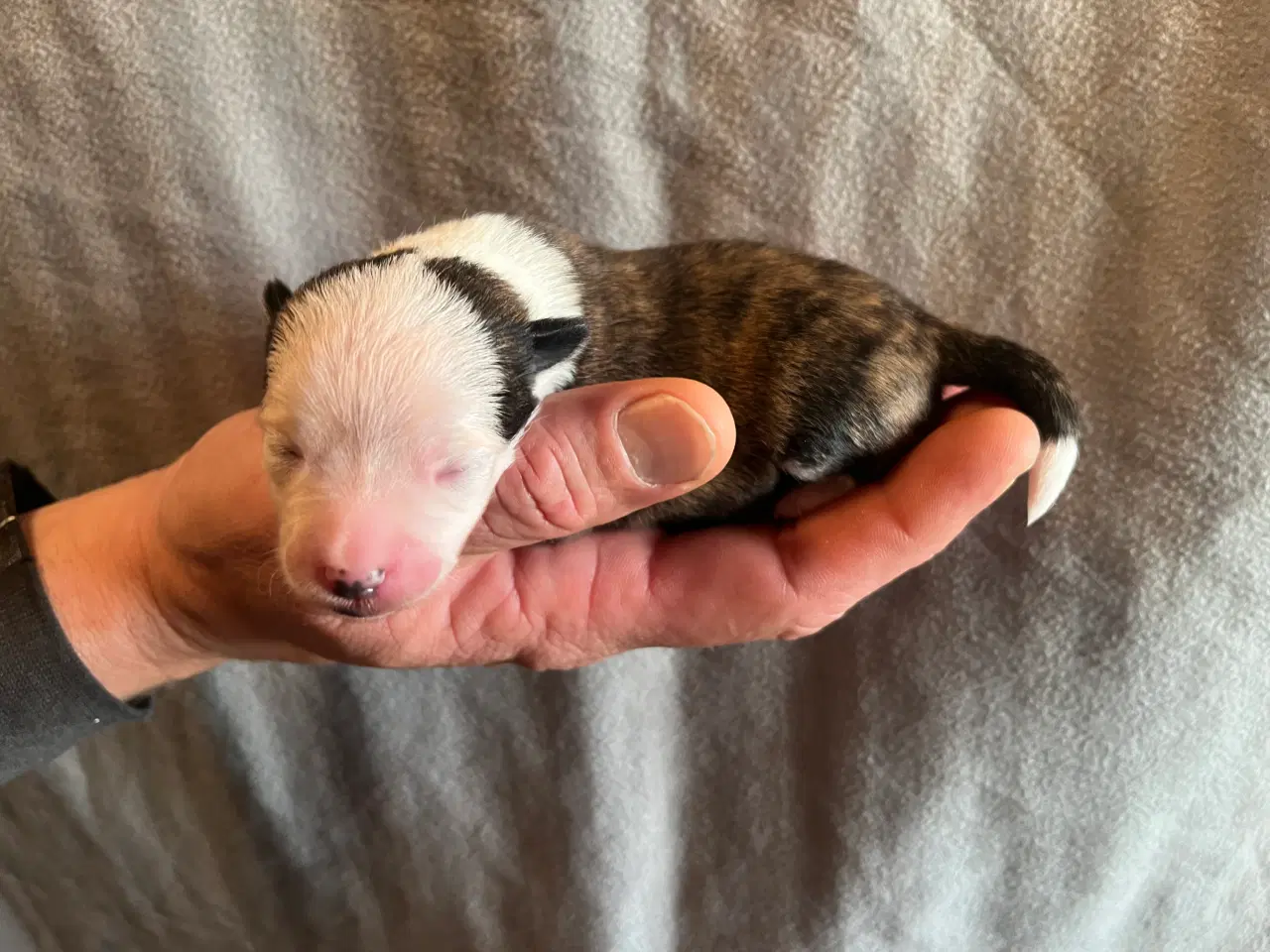 Billede 4 - 3 lækre tæver til salg. Små blandinger