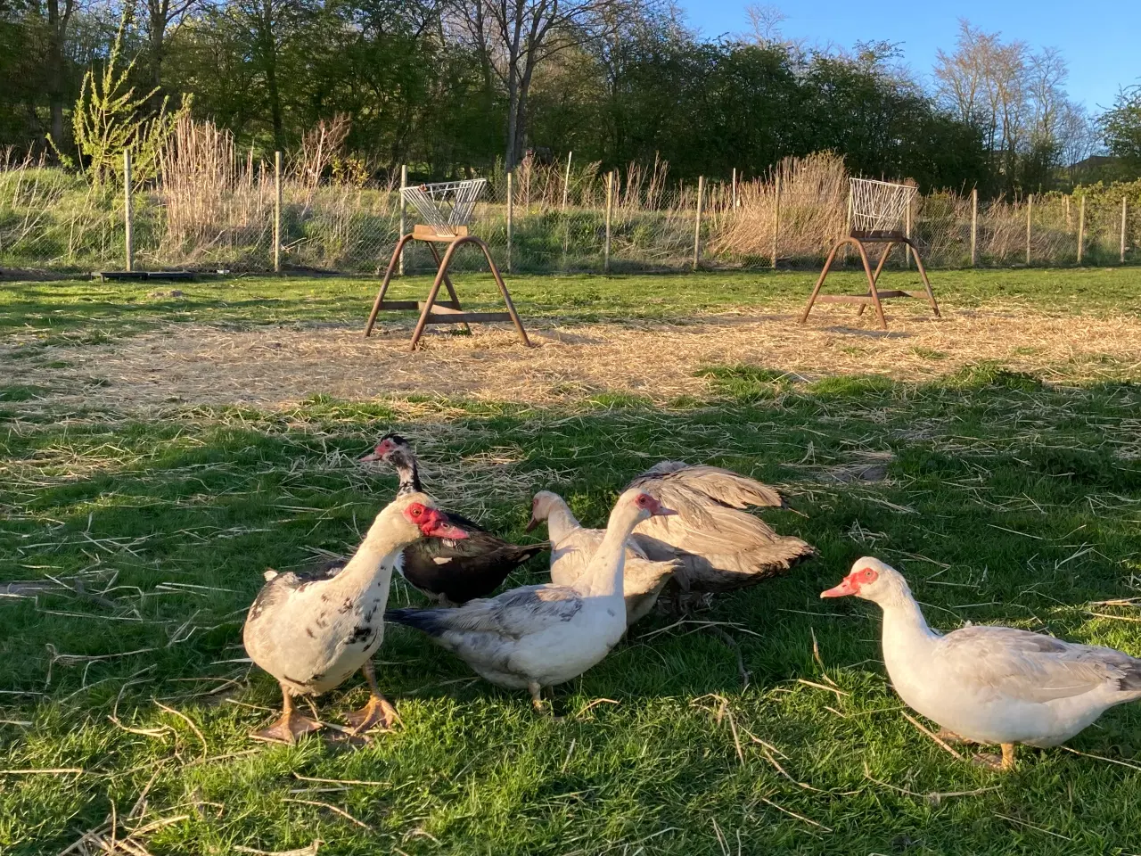 Billede 7 - Moskusænder og landænder