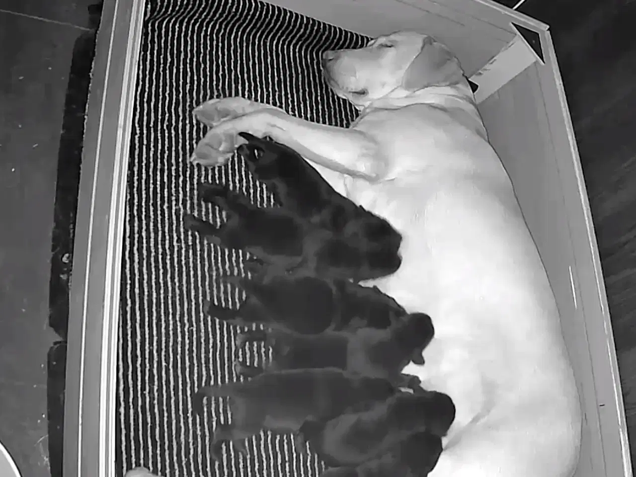 Billede 1 - Racerene sundhedskontrollerede lab hvalpe 