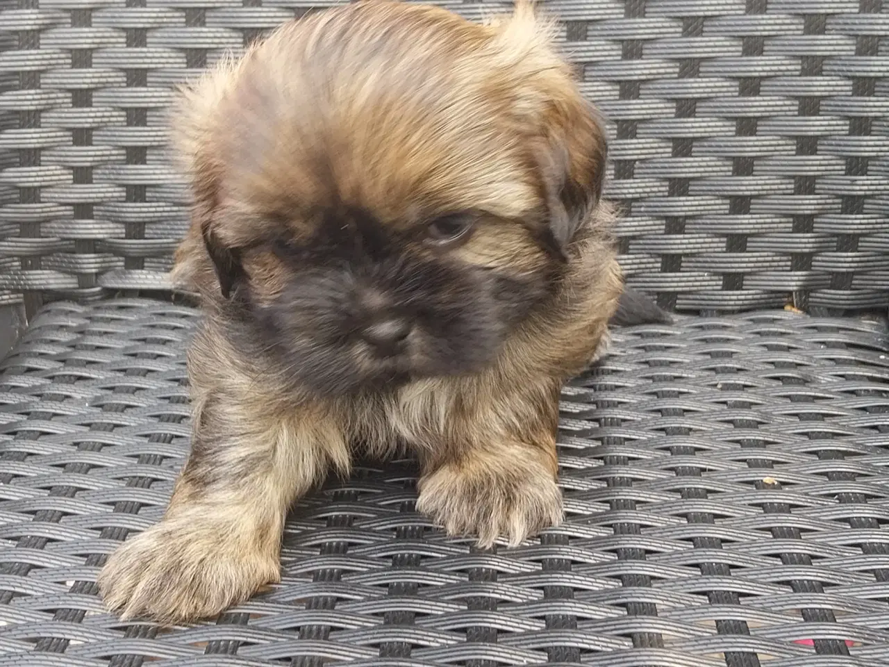 Billede 2 - Shih Tzu hvalpe