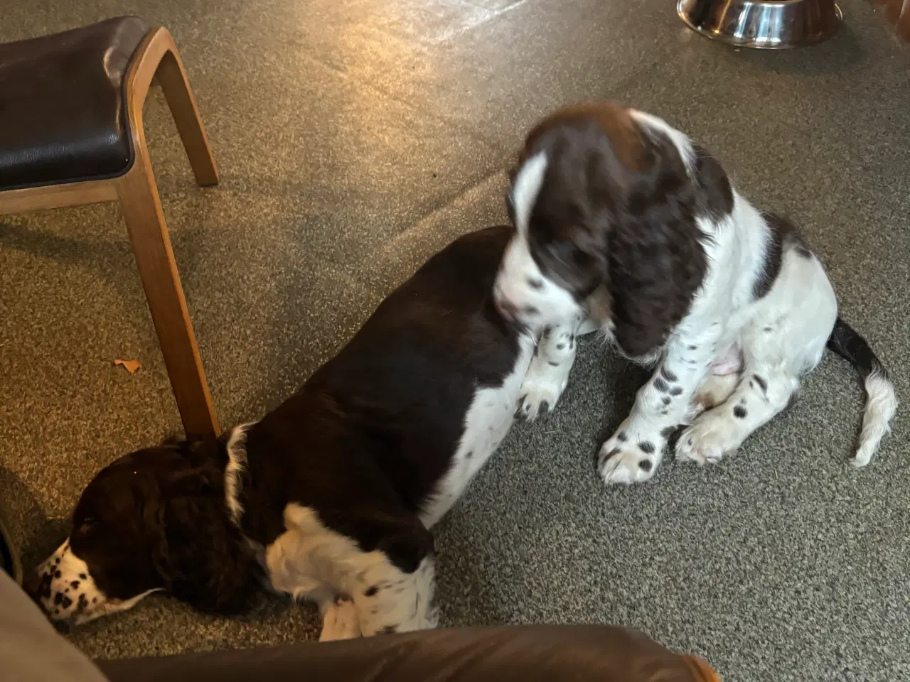 Billede 2 - Engelsk Springer Spaniel