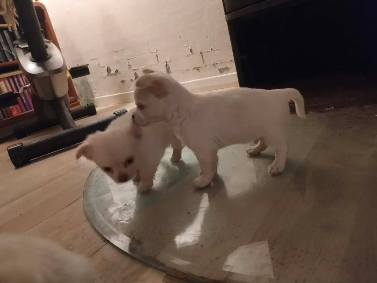 Billede 10 - 5 lækre små Chihuahua hvalpe