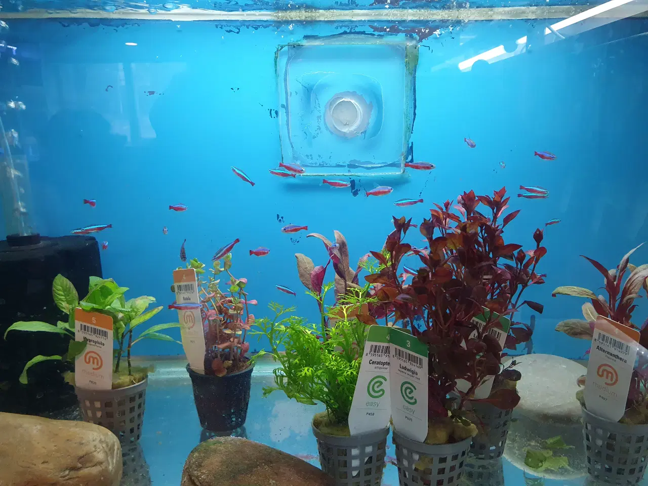 Billede 7 - Rød & Sort Neon sælges 🐟