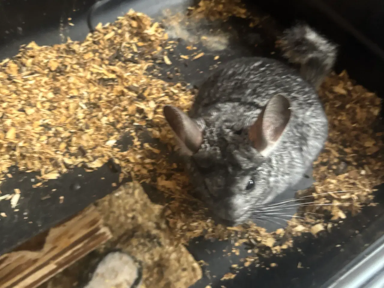 Billede 7 - To drenge chinchilla 