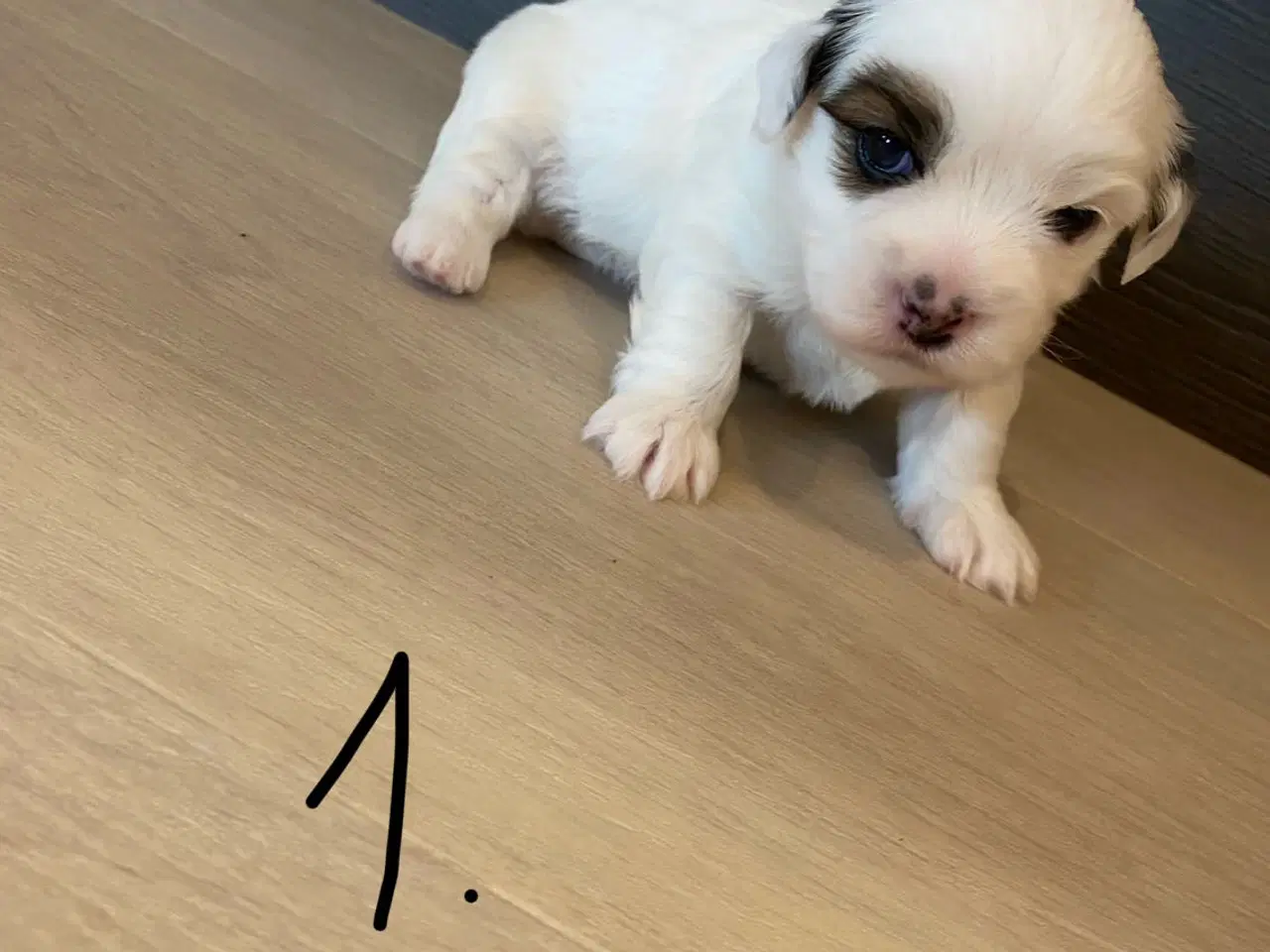Billede 2 - Coton de tulear hvalpe