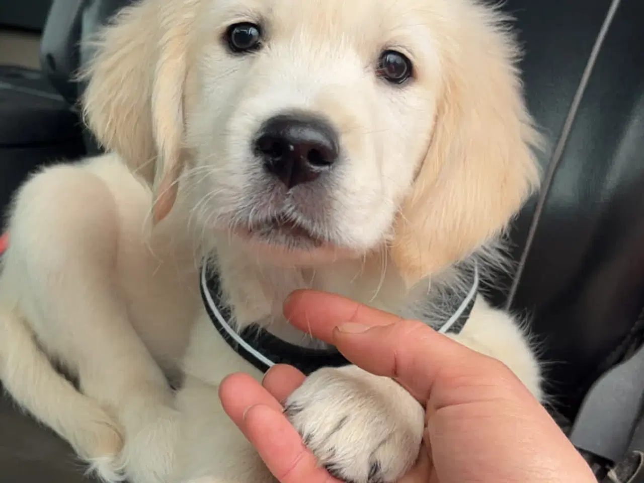 Billede 1 - Winston søger familie 