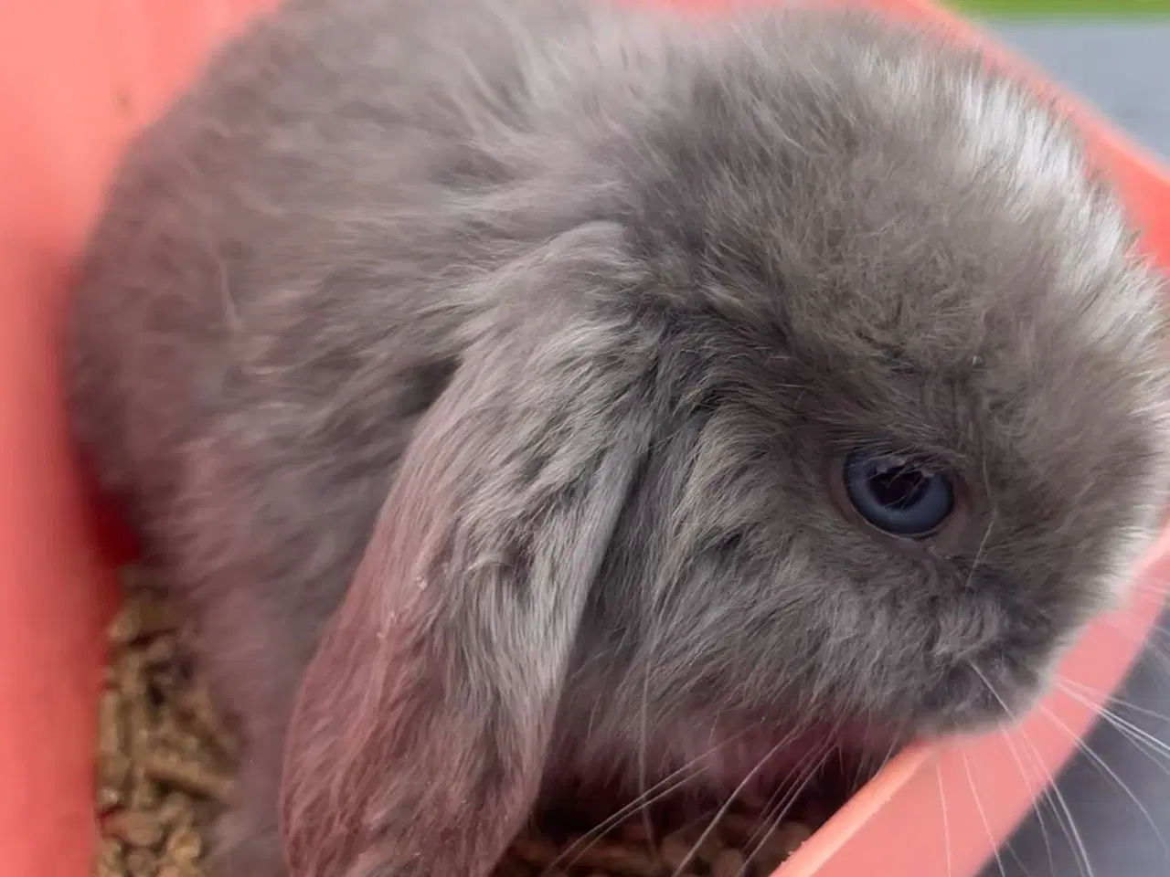 Billede 10 - Mini lop med afkomsattest 