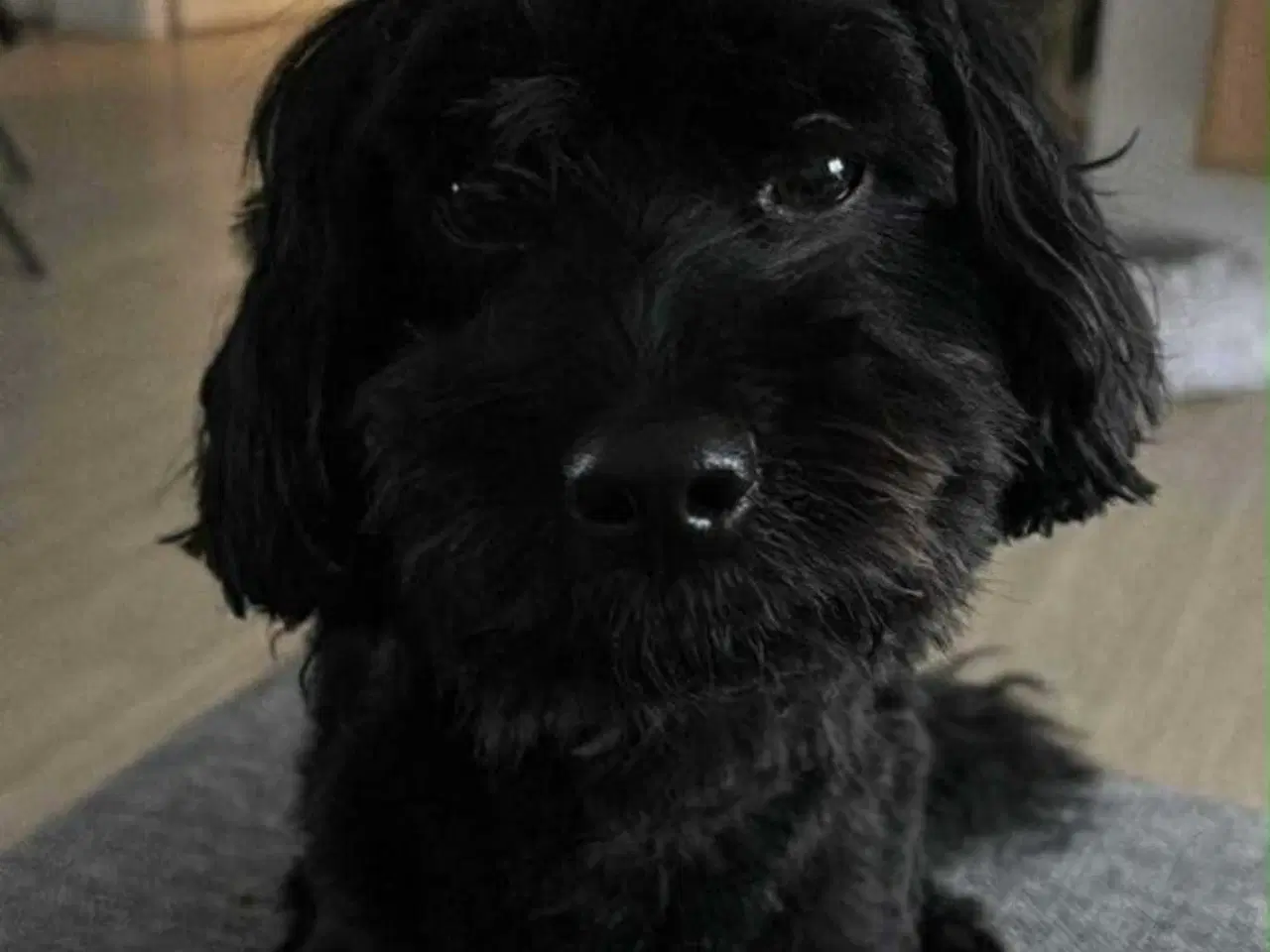 Billede 13 - Bomuldshunde - Havatons 