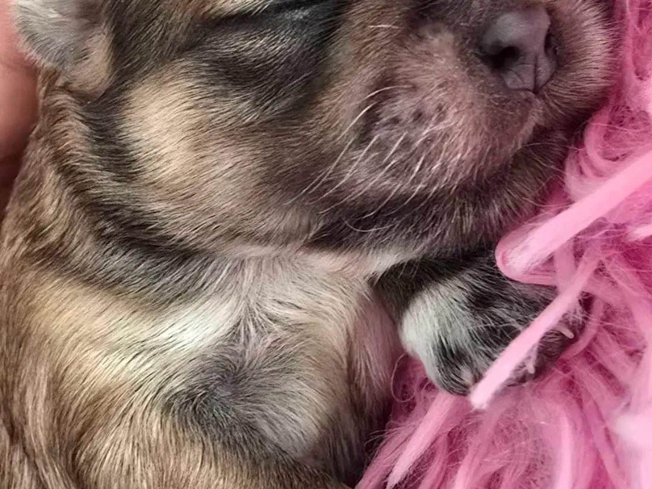 Billede 9 - Smuk dreng tilbyder parring