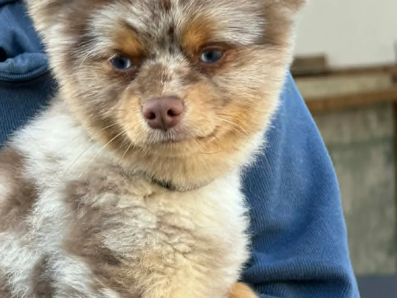 Billede 3 - 🐾 Pepsi søger sit for evige hjem 🐾