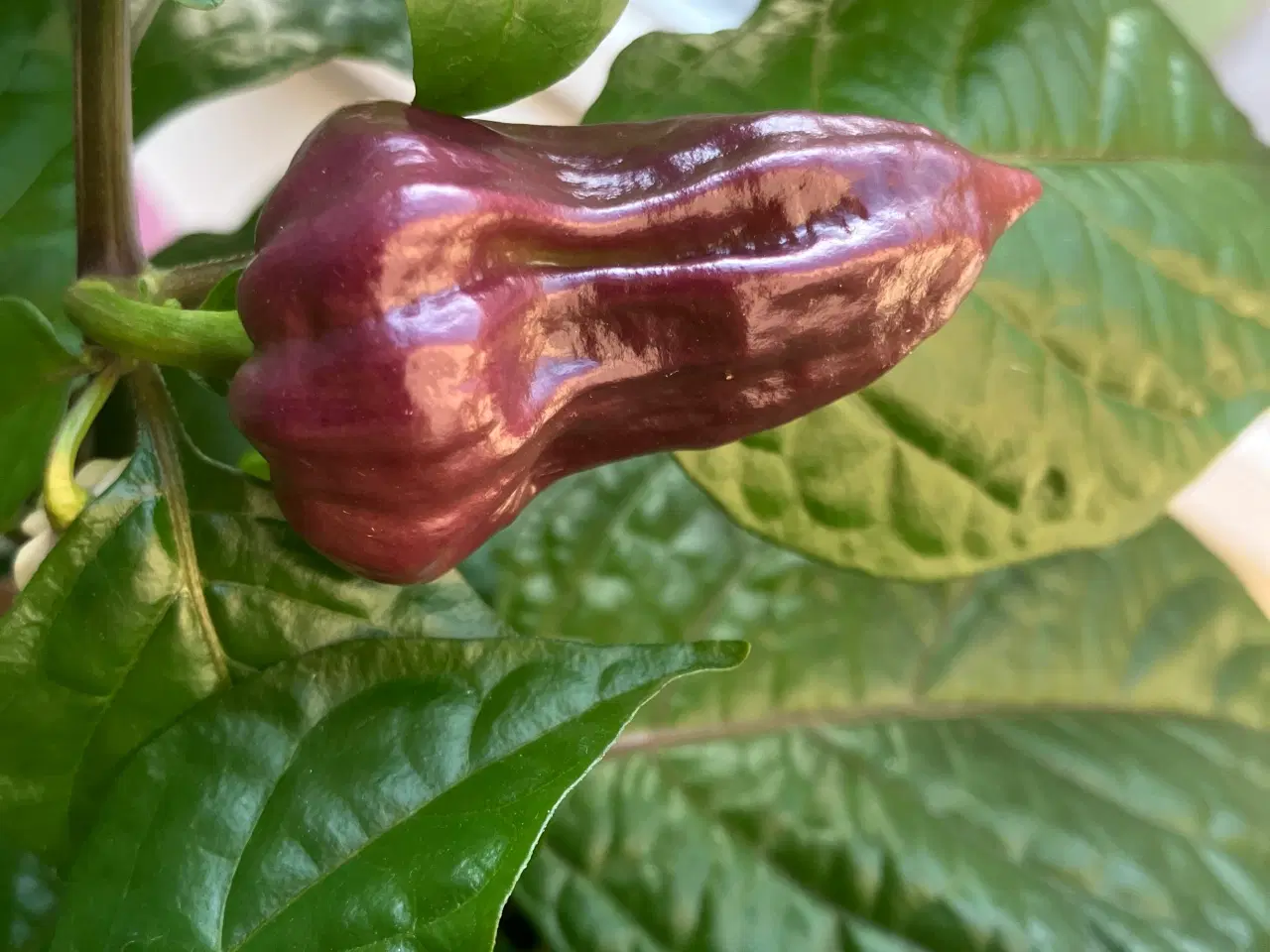 Billede 3 - Bhut jolokia purple chili frø