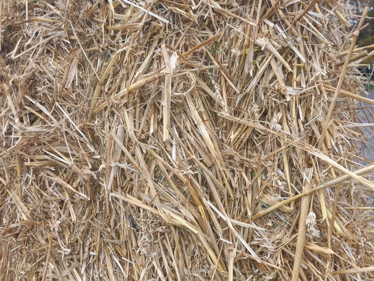Billede 1 - Rug Halm I minbig 190 cm lang