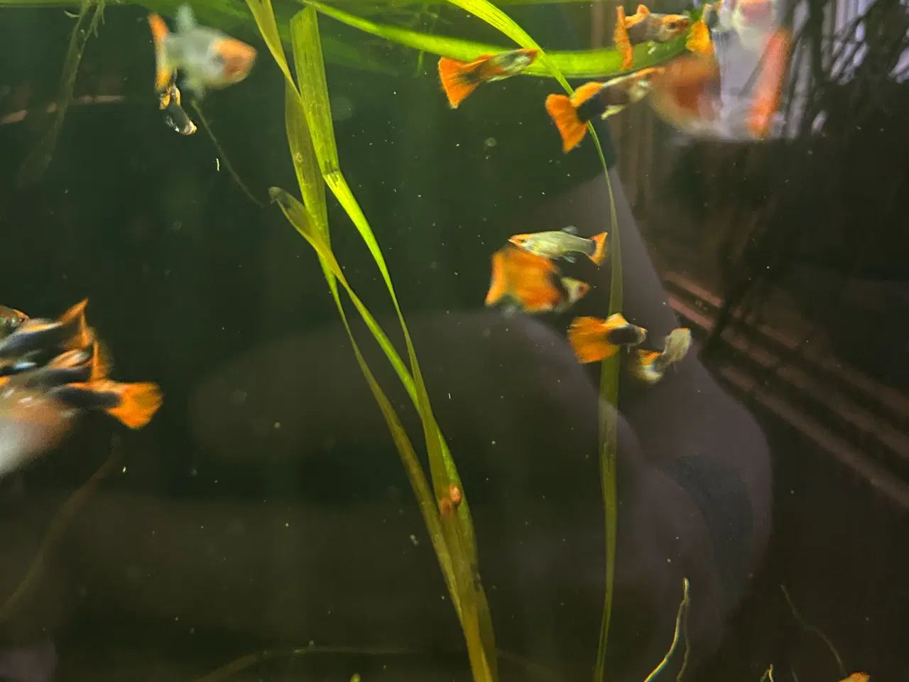 Billede 5 - ❤️🐟 Rednose Dumbo Guppy – Smuk Kontrast (unger)