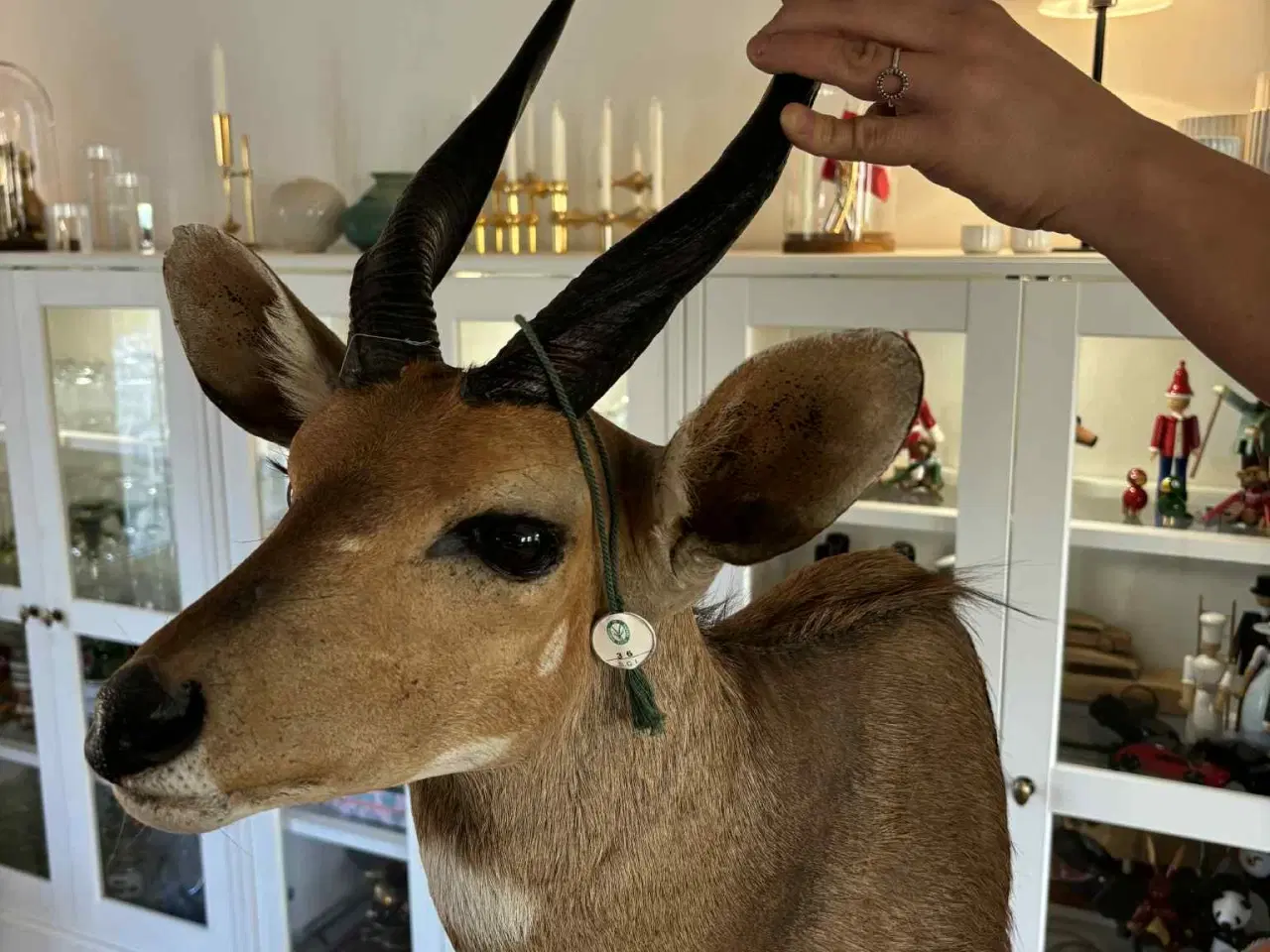 Billede 4 - Udstoppet / halsmonteret dyr