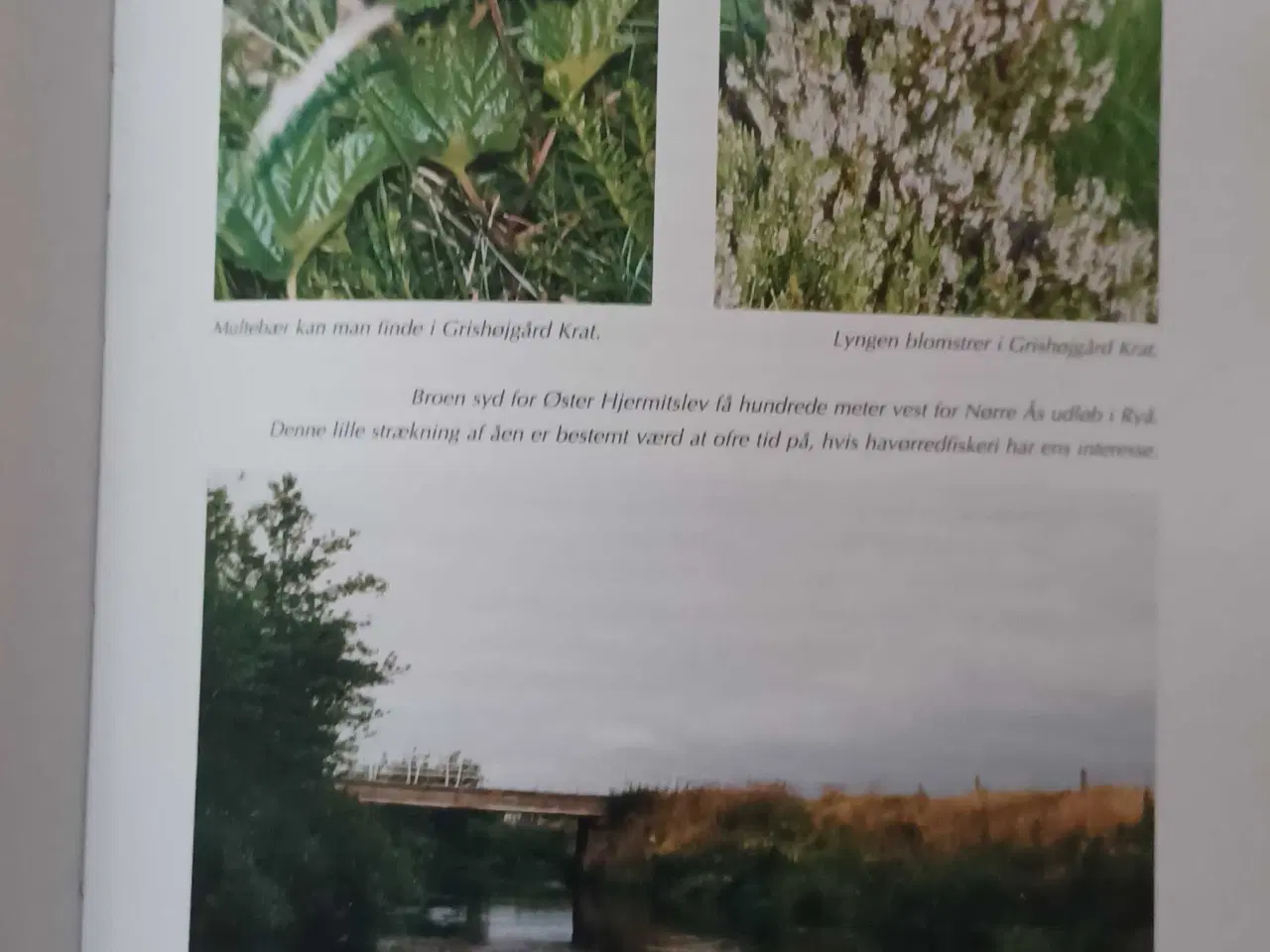 Billede 2 - Ryå og Store Vildmose