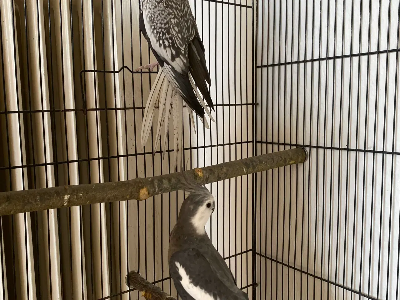 Billede 1 - Nymfeparakit