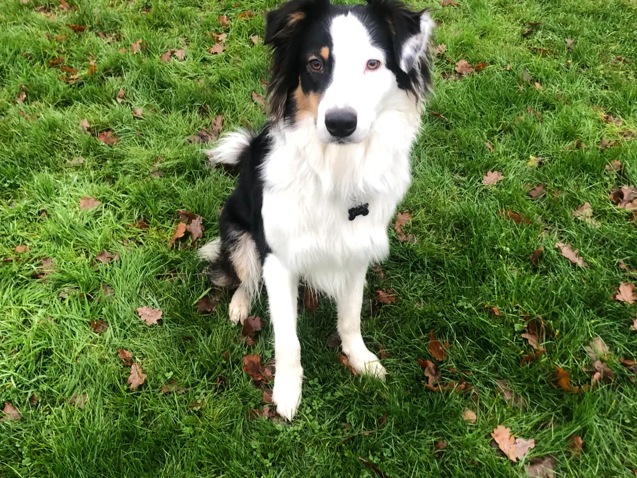 Billede 2 - australian shepherd han på 1 år 