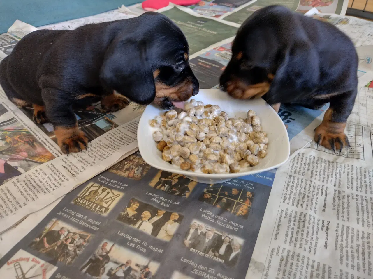 Billede 5 - Korthåret gravhunde hvalpe 