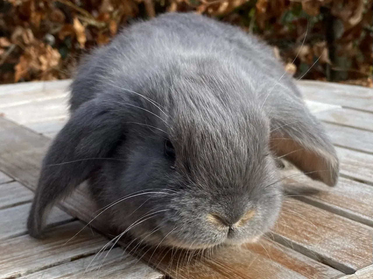 Billede 1 - FRANSK VÆDDER HUN BLÅ OTTER