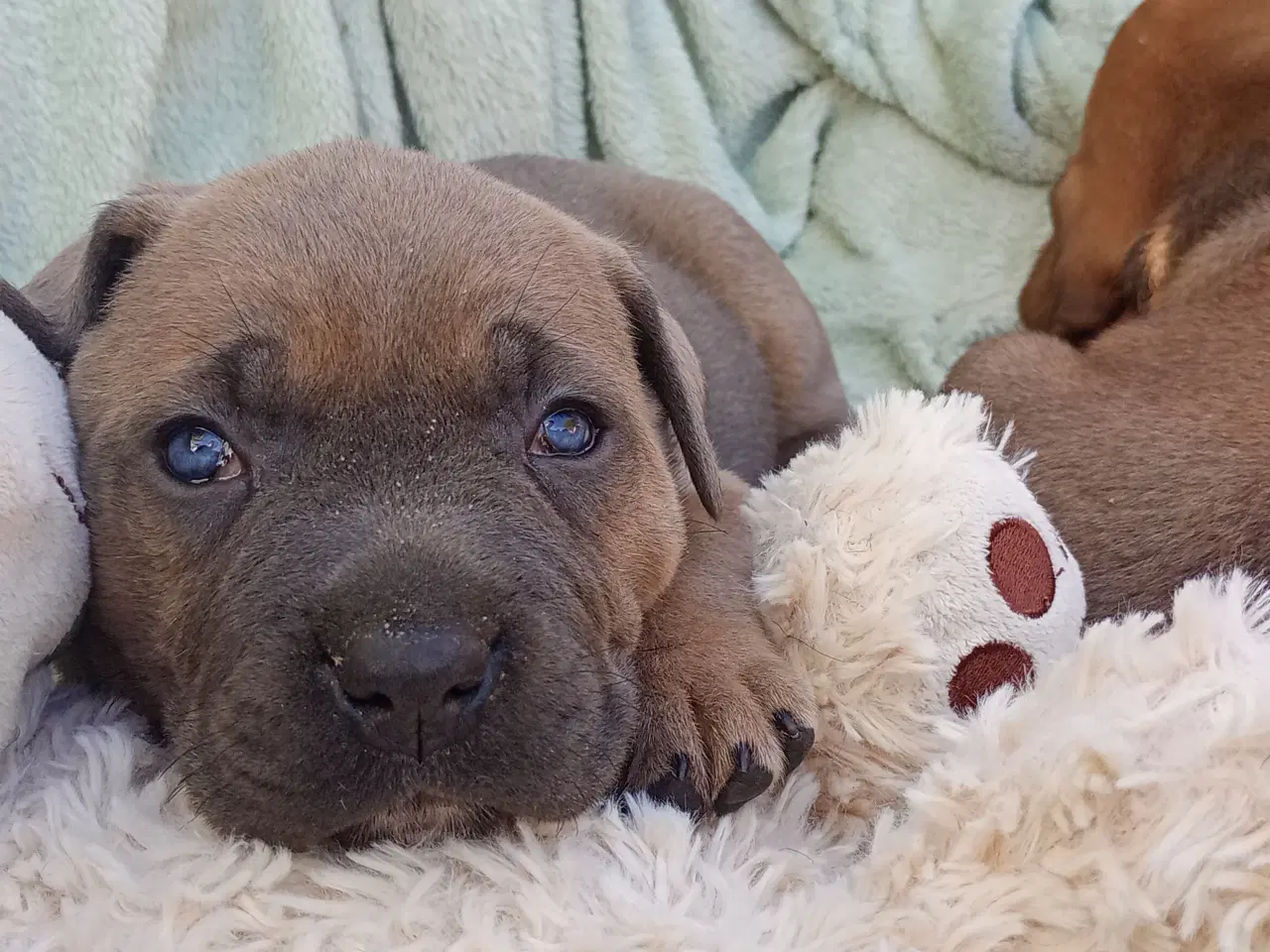 Billede 5 - Store kraftige Cane Corso x Rottweiler mix