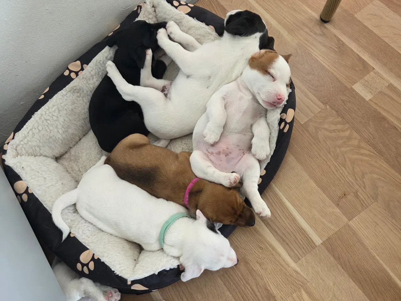 Billede 7 - Jack russell terrier hvalpe
