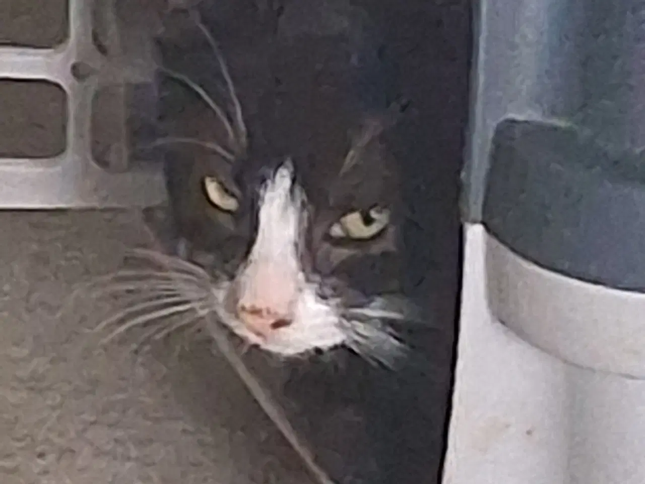 Billede 7 - Minikatkillinger søger nye hjem.