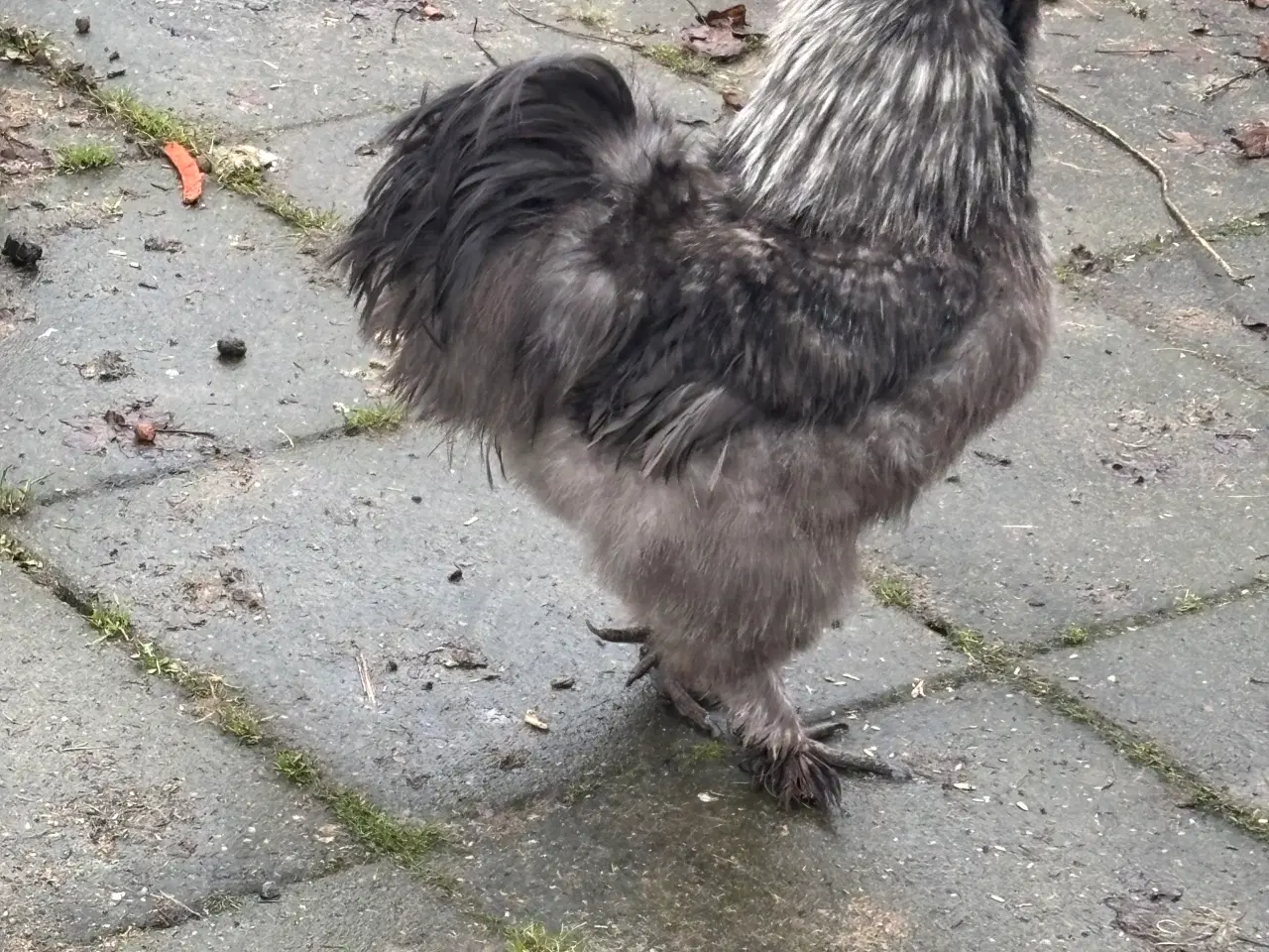 Billede 3 - 2 haner - gratis