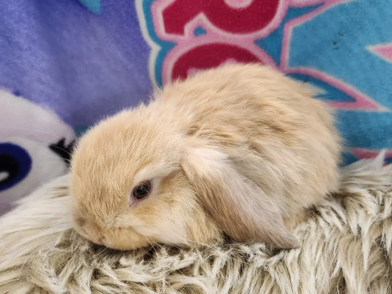 Billede 2 - Minilop kaninunger