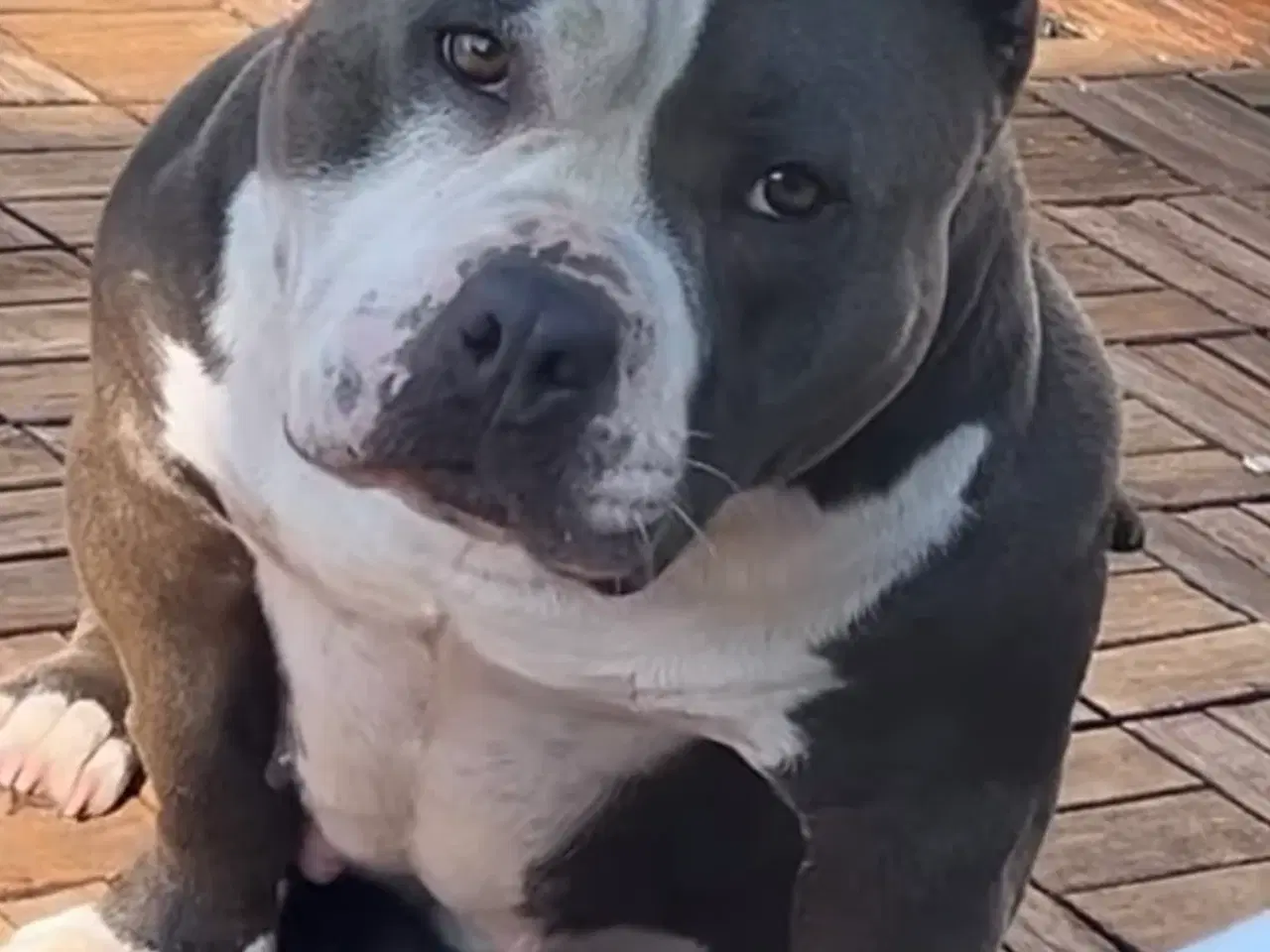 Billede 1 - American bully tæve