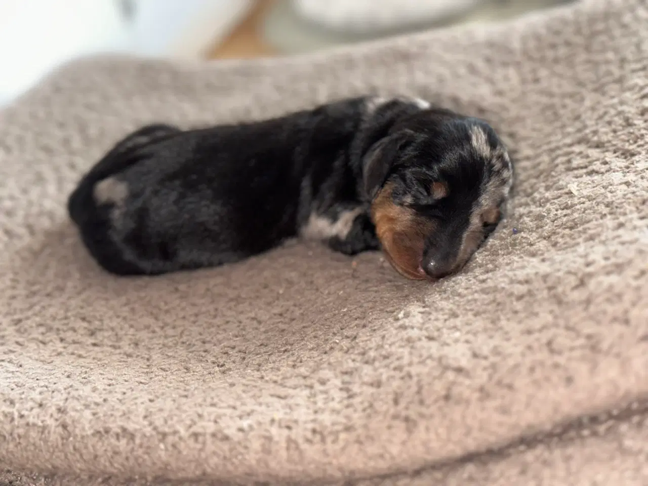 Billede 5 - Korthåret dværg gravhund