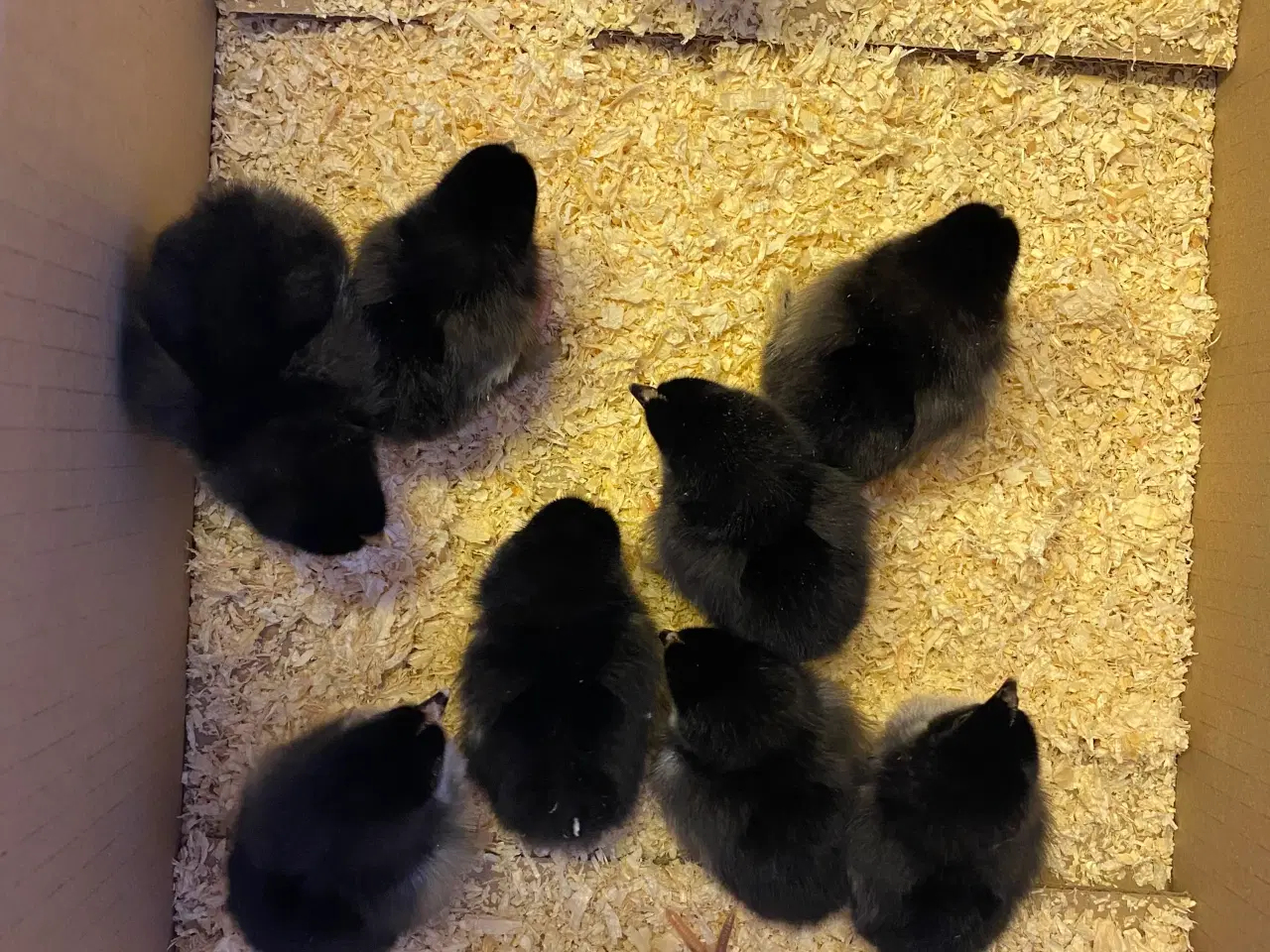 Billede 2 - Kyllinger i overskud