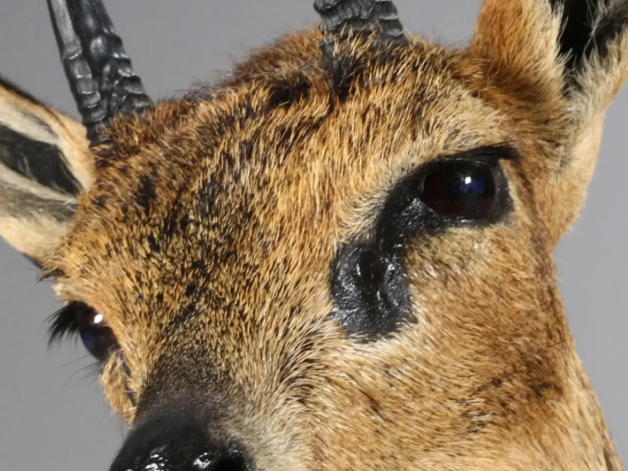 Billede 2 - Fuldmonteret Klipspringer fra Namibia sælges