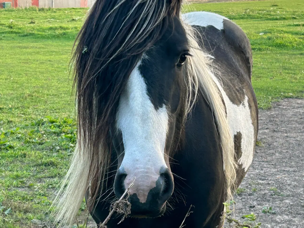 Billede 8 - Super skøn og smuk irish cob 