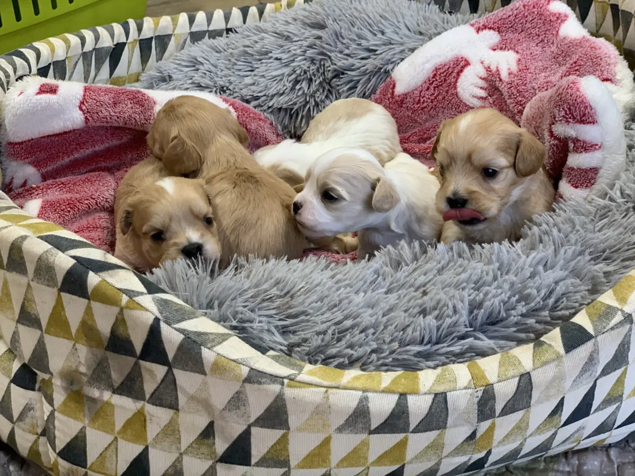 Billede 19 - Små fine cavapoo/ Maltipoo babyer