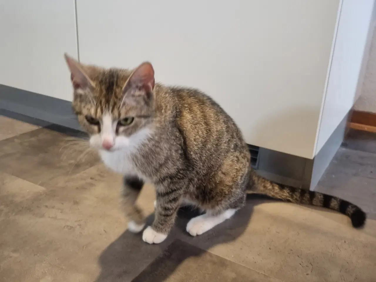 Billede 1 - Hunkat 2 år