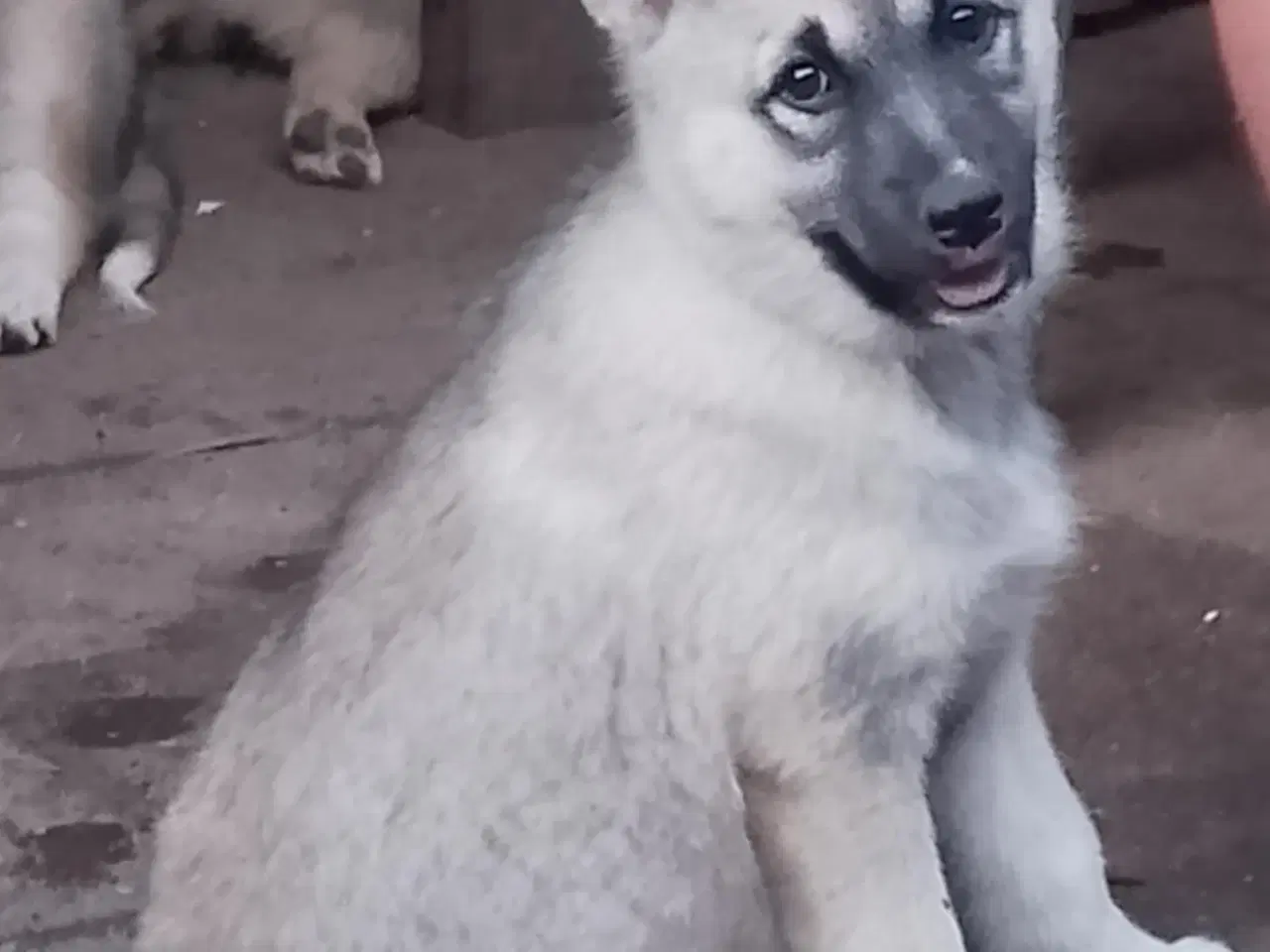 Billede 16 - Husky blandinger 
