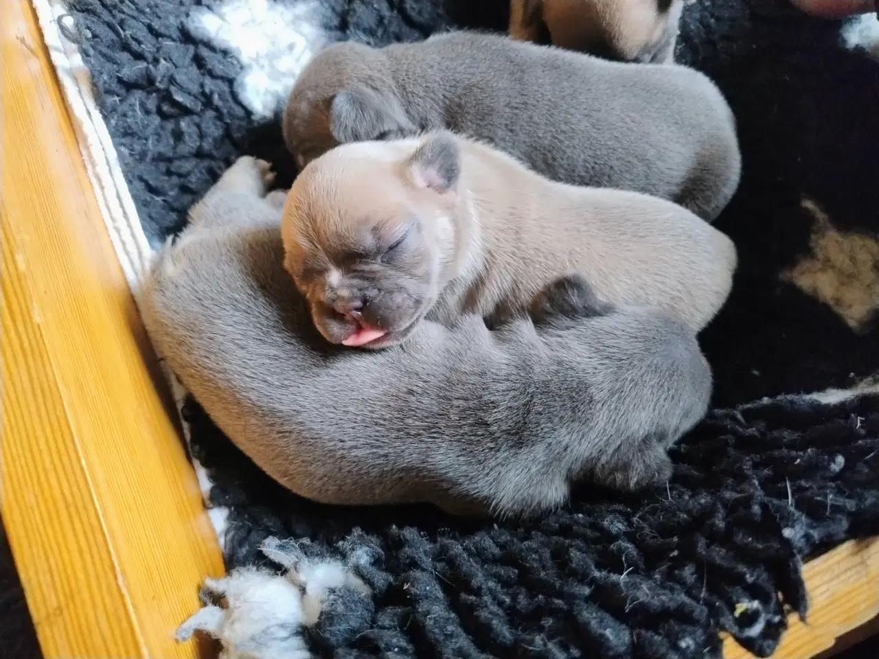 Billede 2 - Fransk Bulldog Hvalpe