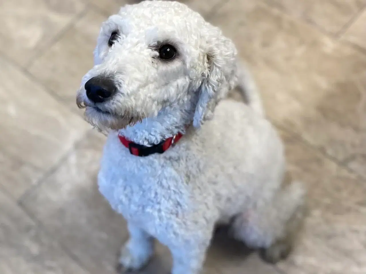 Billede 1 - 2 voksne mellem puddel piger