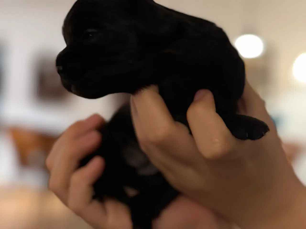 Billede 6 - Shihpoo hvalpe