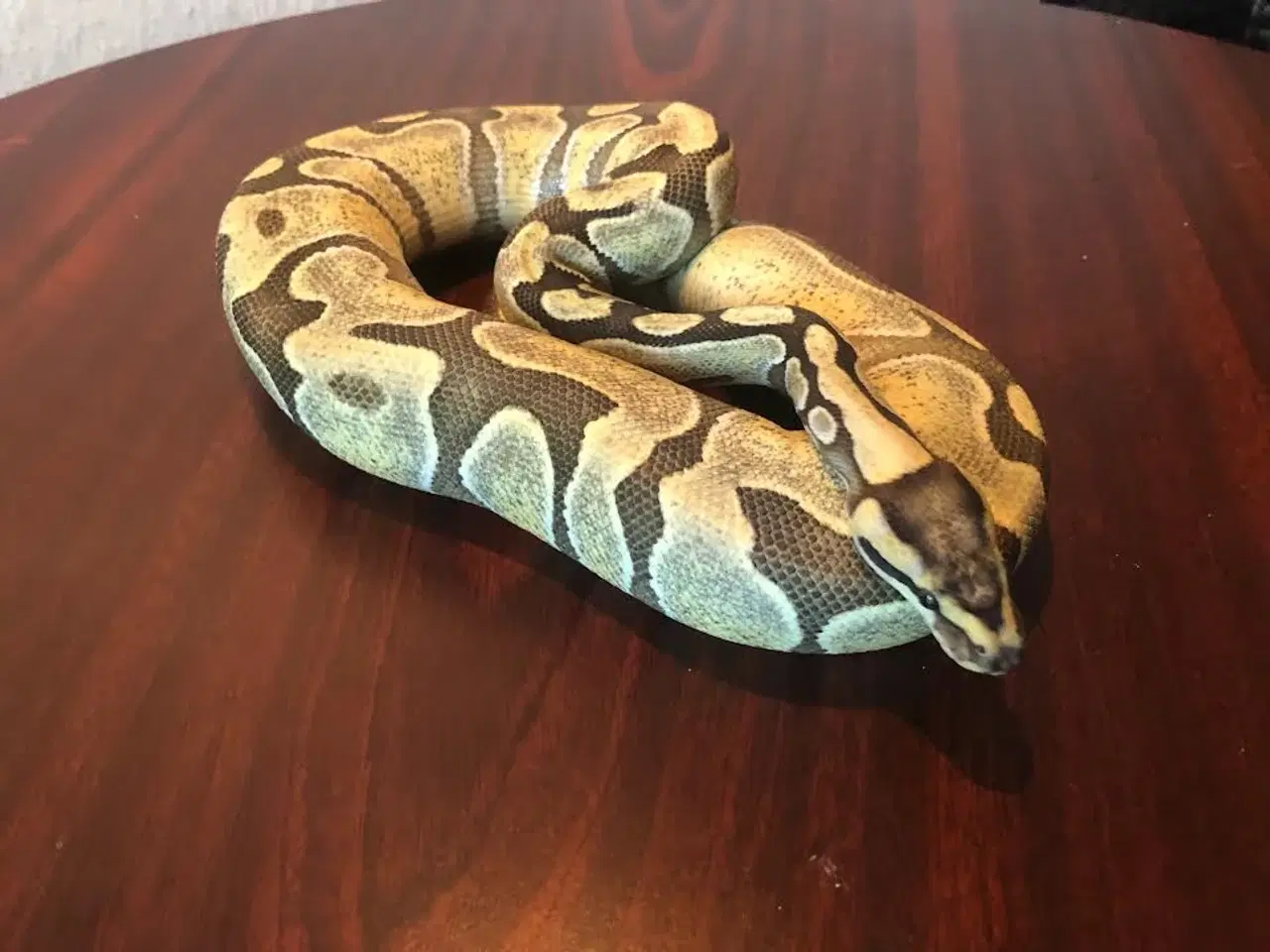 Billede 1 - 0,1 Enchi Desert Ghost 50% het Amur ca 800 g