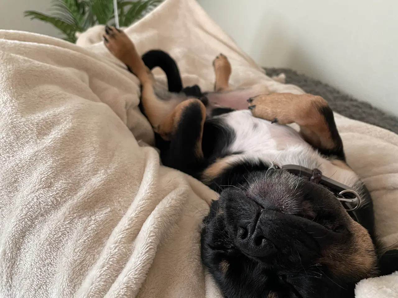 Billede 1 -  1 årig mops blanding 