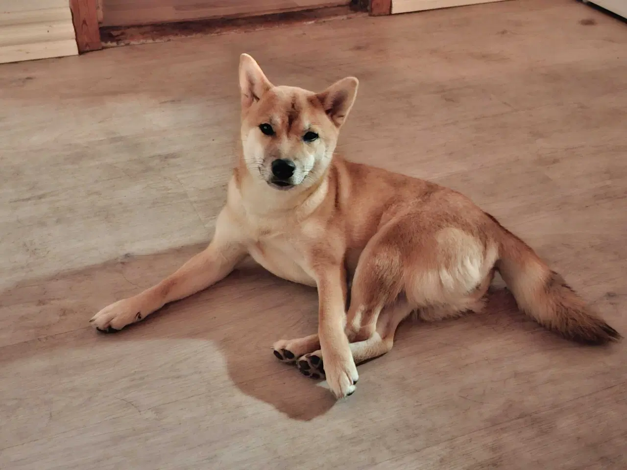 Billede 1 - Hunhund sælges 