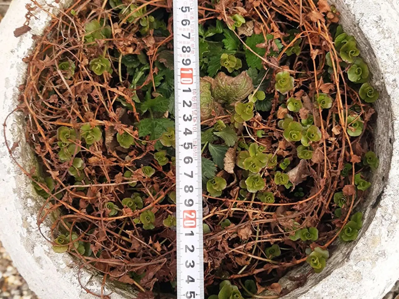 Billede 3 - Havekrukke