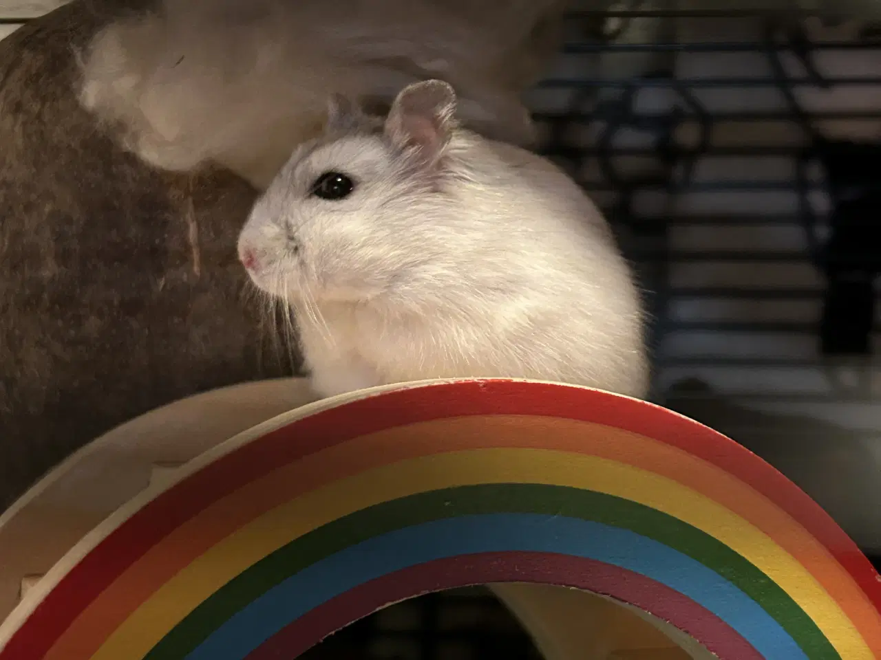 Billede 3 - Dværghamster