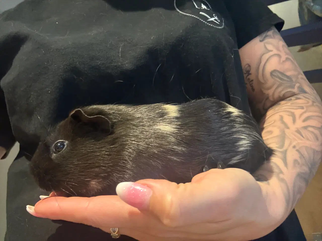 Billede 2 - Marsvin piger