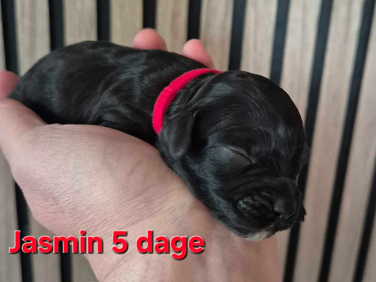 Billede 15 - Mini cockapoo f1B